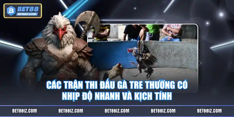 Các trận thi đấu gà tre thường có nhịp độ nhanh và kịch tính