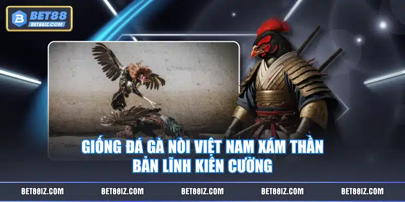 Giống đá gà nòi Việt Nam Xám Thần bản lĩnh kiên cường